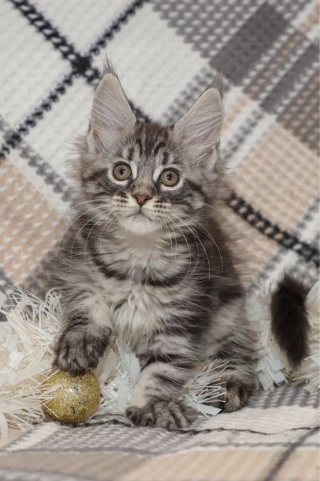 Кошечка породы Мейн кун, клубная