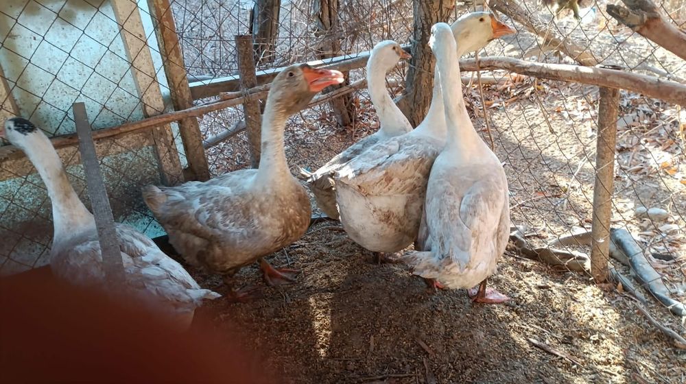 Биылғы қаз балапаны