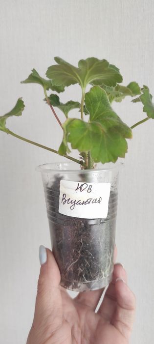 Продам черенки пеларгонии