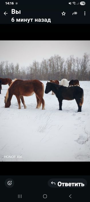 Продам кабылу жеребая