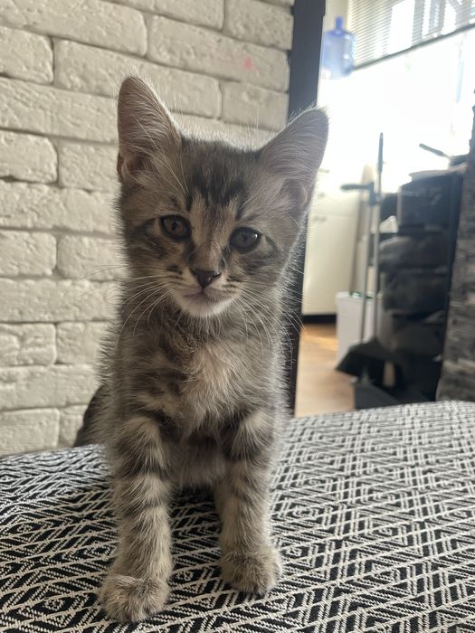 Отдам котёнка ( мальчик )