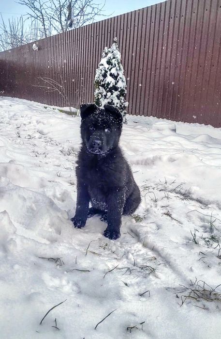 Femela Ciobanesc german, negru, pedigree, 2 luni