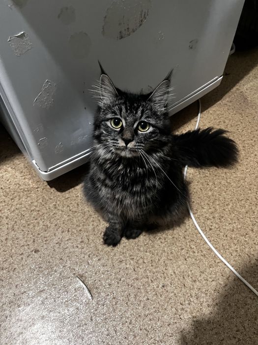 Кошка очень хорошая