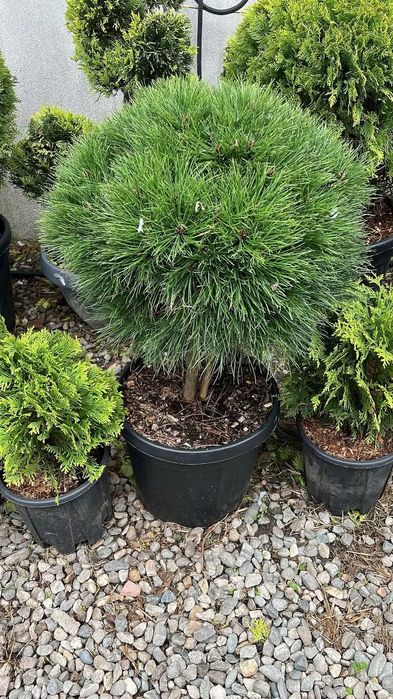 Plante ornamentale