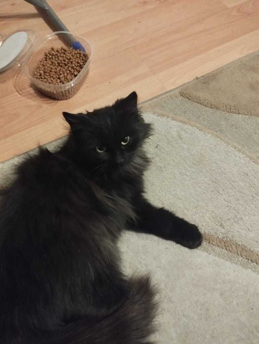 Отдам кошку в добрые руки