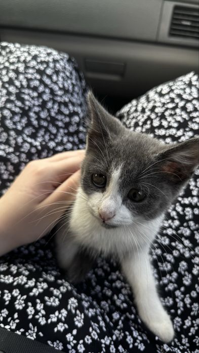 Отдам котенка девочка
