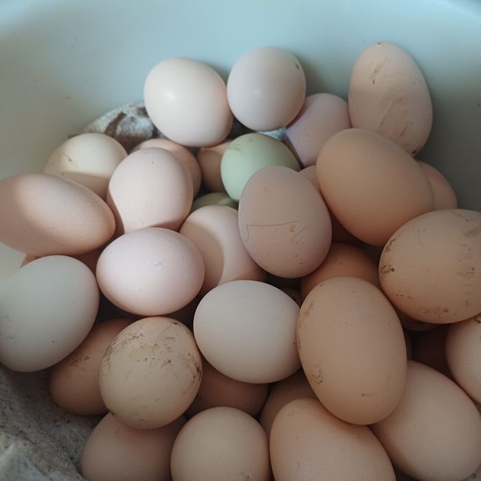 В продаже домашние яйца
