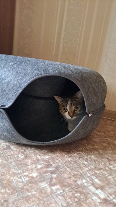 Отдам в добрые руки