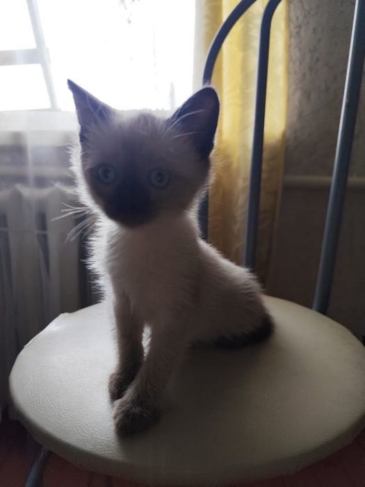 Подарю котенка в добрые руки