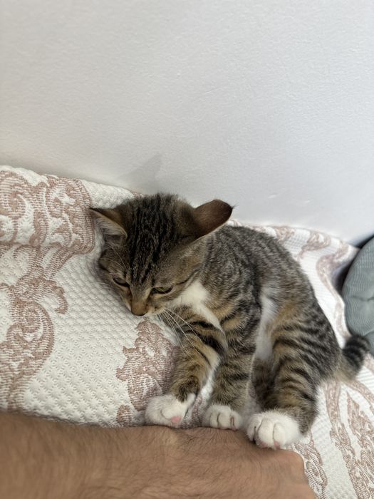 Кошка девочка бесплатно отдаю