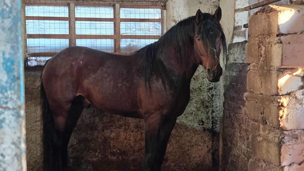 Жеребец племенной