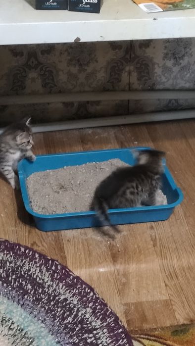 Отдам в добрые руки
