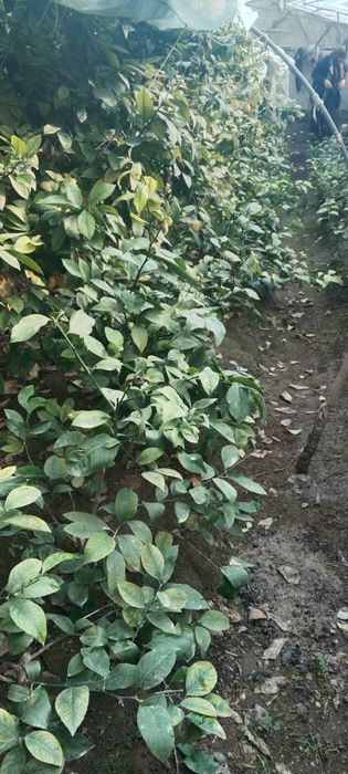 Лимон  кучатлари сотилади