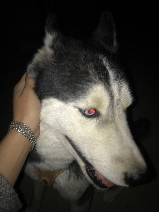 Xaski zotli it sotiladi