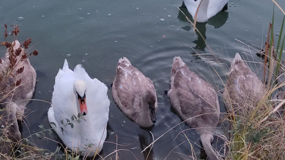 Продается птица: Лебеди