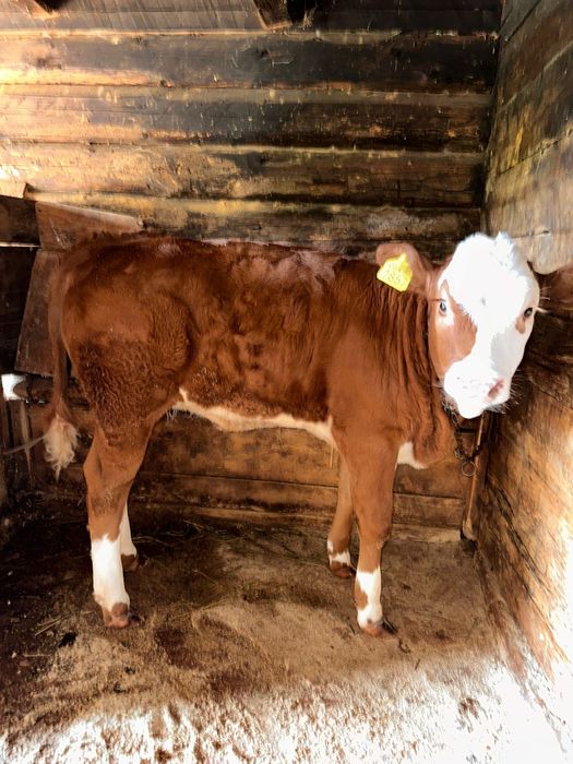 Vaca cu vițea de vanzare