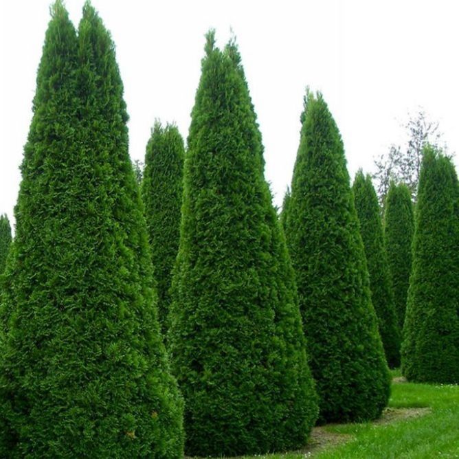 Смаракта туя не дорого