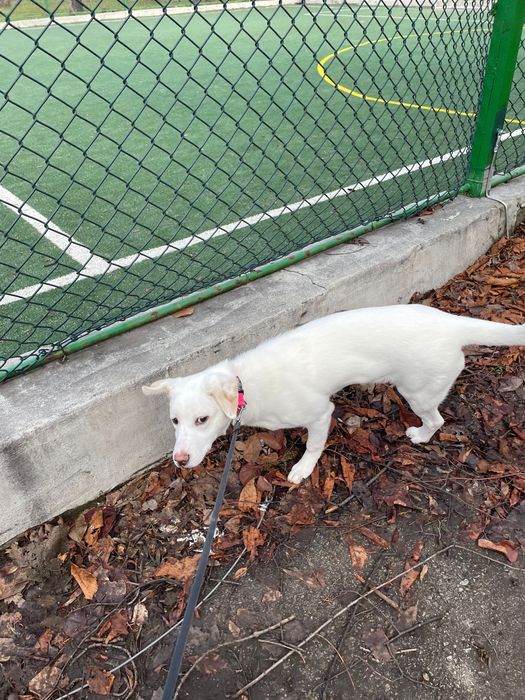 Търси се нов дом за прекрасната Аура (4 м.)