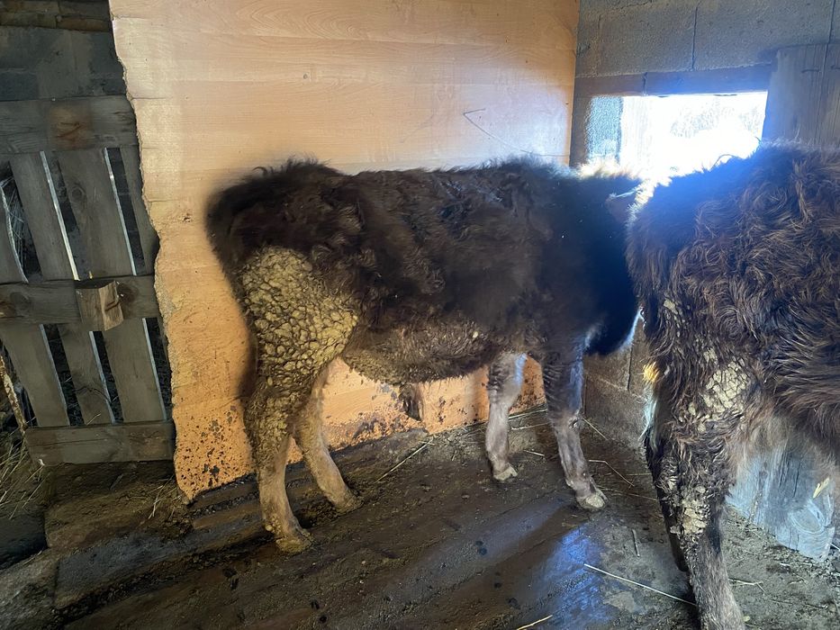 Продам бычков алатау