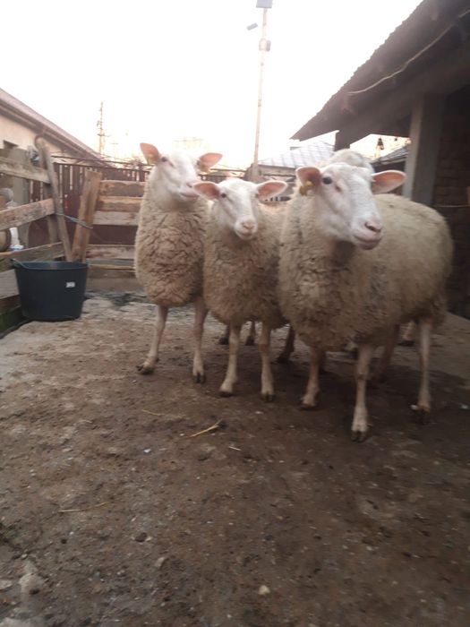 Vând 3 oi și un berbec
