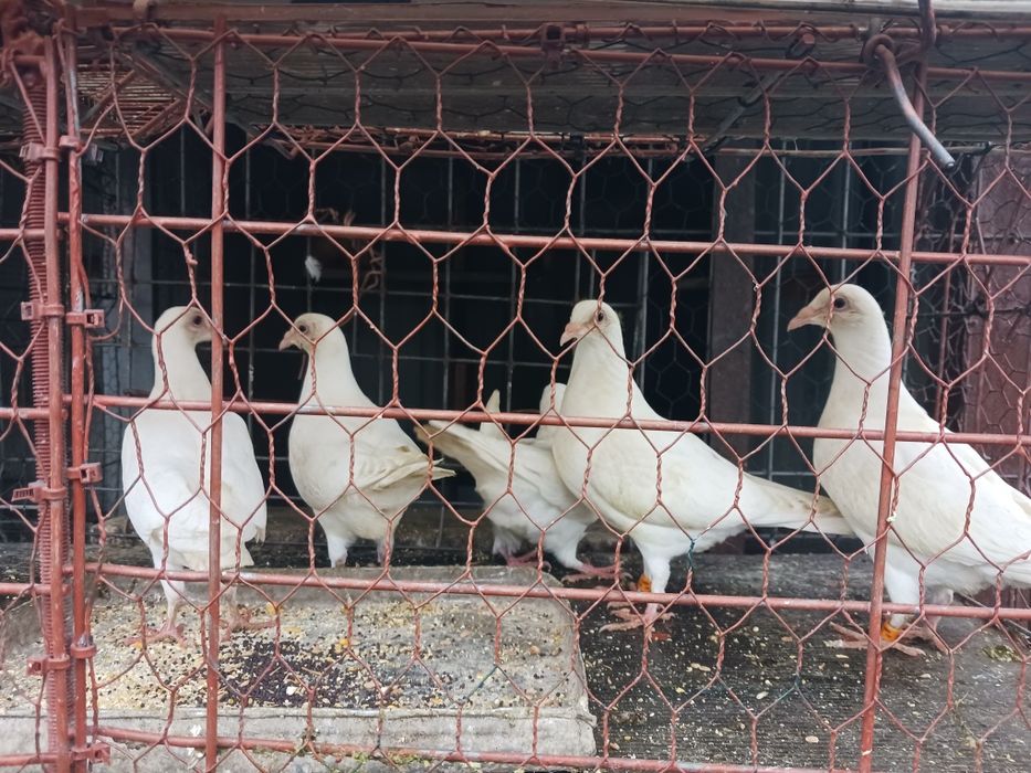 Vand porumbei voiajori albi