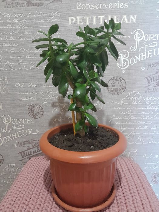 Цветок денежное дерево