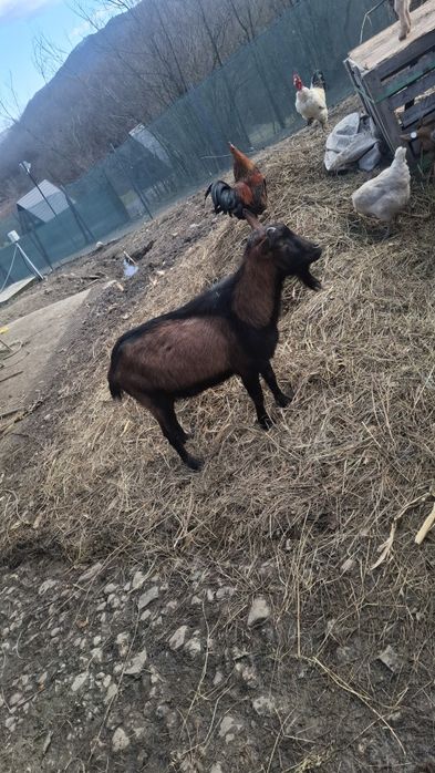 Disponibil tapisori alpini francezi