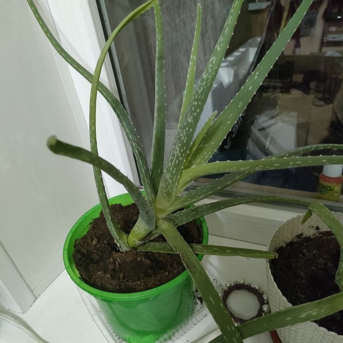 Лечебное алое продам
