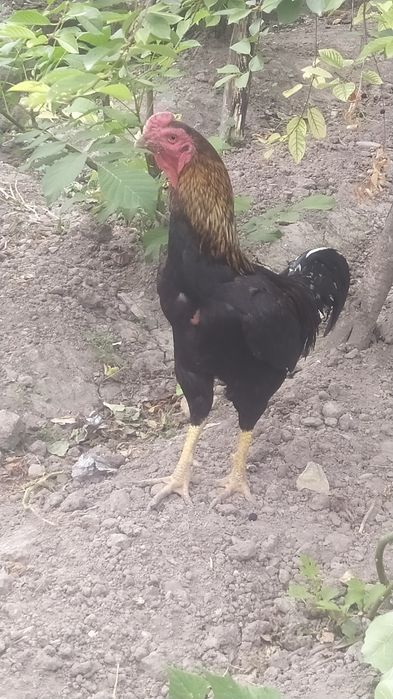 Dakan Tulay urishtirib kõrganman 1,5 yasharligida  kaltagi yaxshi