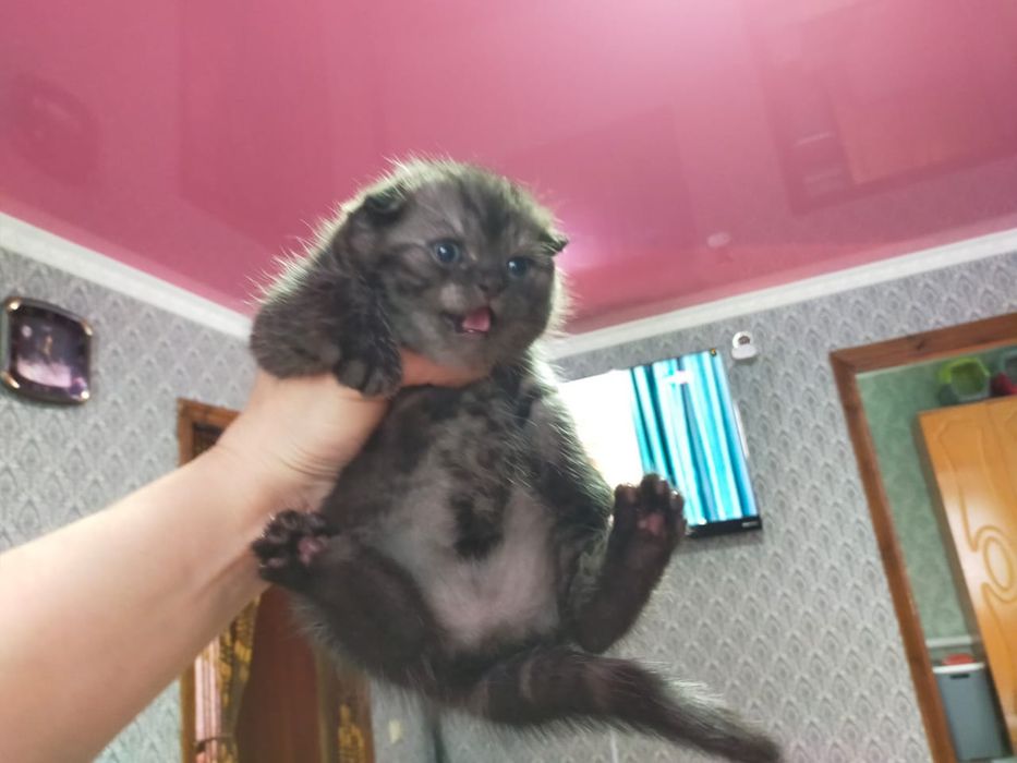 Скоттиш Фолд.  Редкого Окраса .