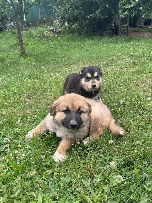 Подарявам кученца!