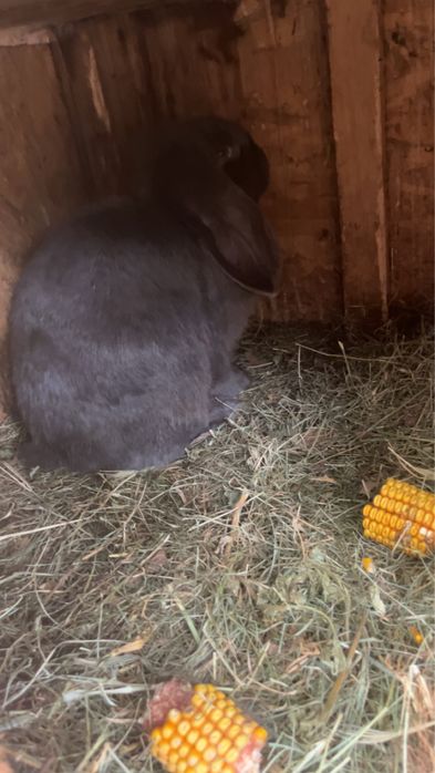 Vadnd femele berbec german