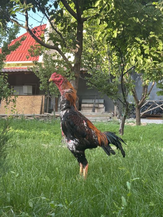 Дакан июнский 50