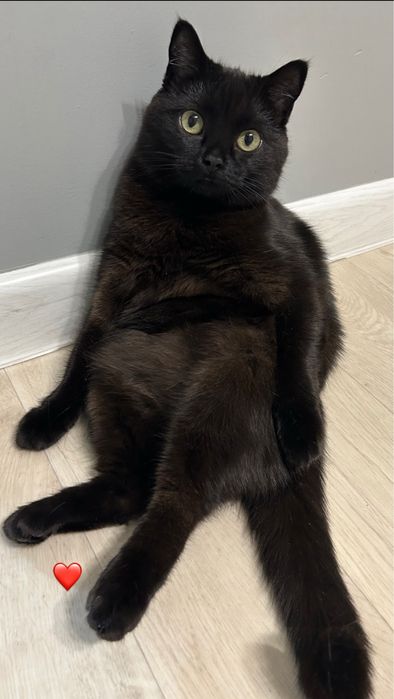 Ищу семью для Тиши