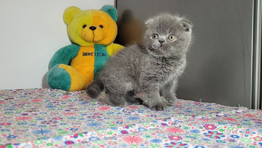 Scottish  fold  blue ursuleț.