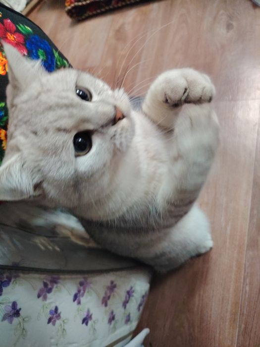 Вязка, кот  британский шиншила