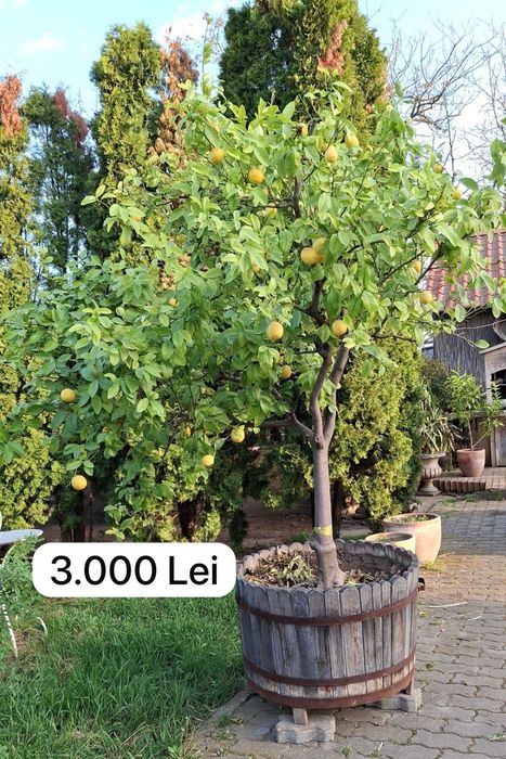 Lămai Pomi cu multe fructe