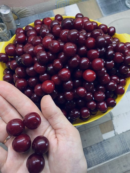 Вишня домашняя крупная