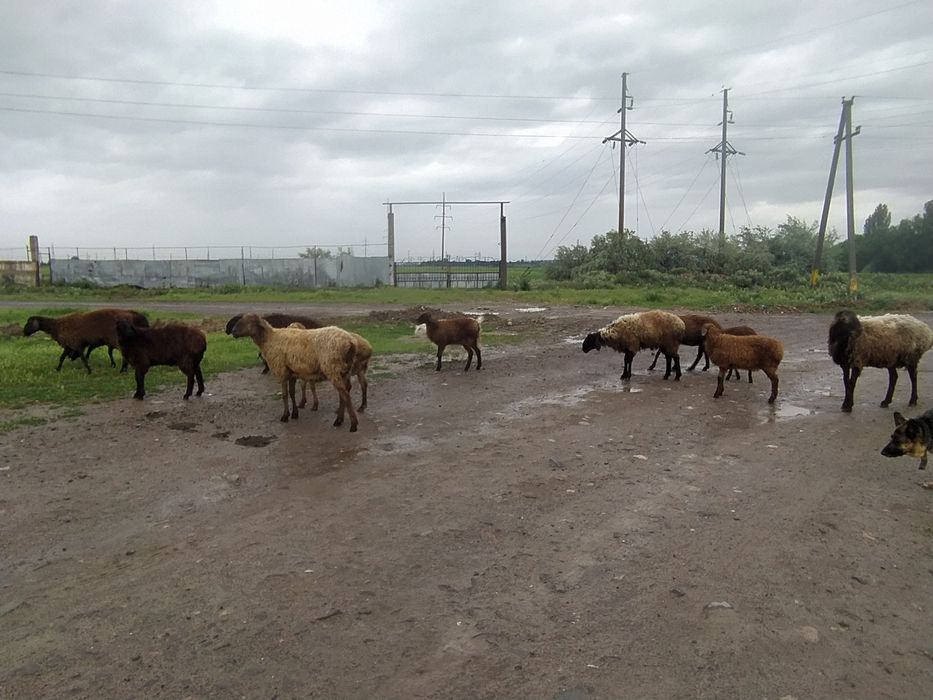 Продам баран  цена договорная