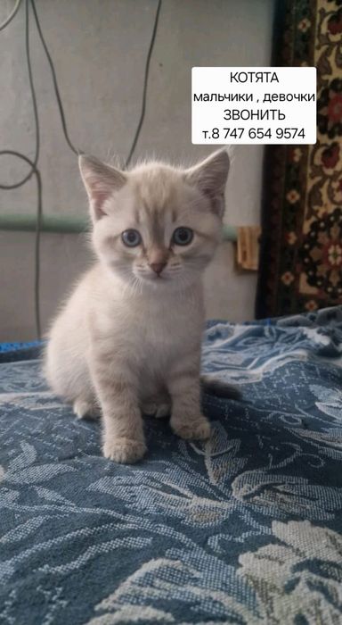 Котята мальчики, девочки