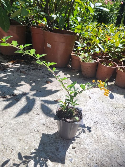 Pyracantha Soleil d'Or (Catina decorativa)