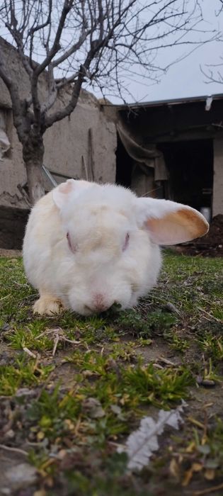 Hikol quyon sotiladi