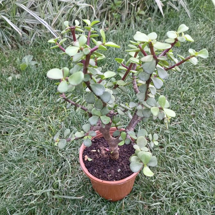 Портулакария афра (Portulacaria afra) — 25 см