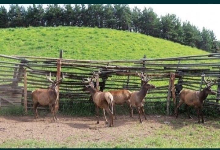 Патокрин чистый Катон карагай