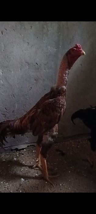 Дакан бойцовые  шамо