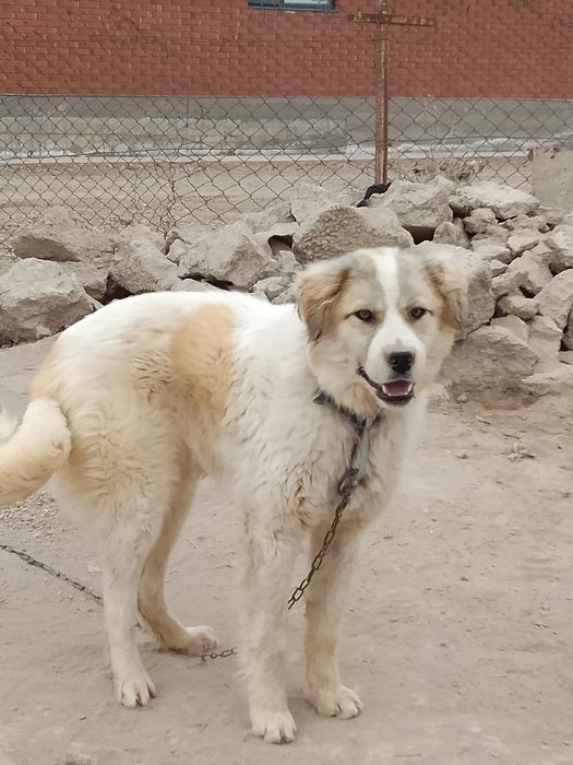 Саудасы бар аты барсик жақсы ит