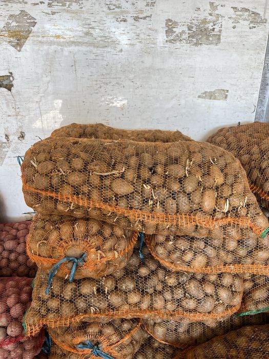 Cartofi de Semāntā si de consum  COVASNA