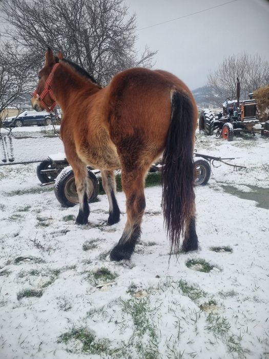 Vând două mânze, de un an jumate