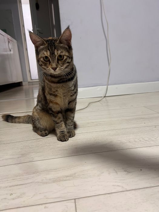Мысық 6 ай / Кошка 6 мес