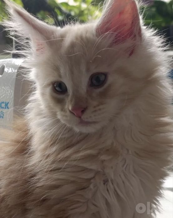 Мейн кун котята!